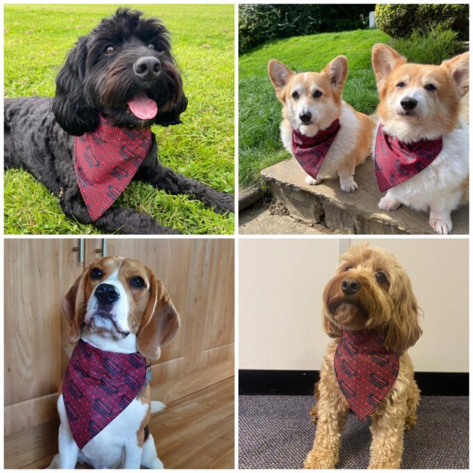 YAA Dog Bandana - Image 2